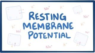 Resting membrane potential - definition examples