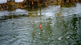 BOBBER DOWNS Insane River Steelhead Float Fishing Beatdown