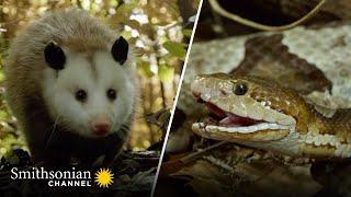 Copperhead Family vs. Opossom Face-Off  Americas Wild Seasons  Smithsonian Channel