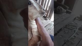 suara kambing  #youtubeshorts #goat #shortvideo #animals #soundanimal