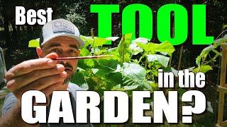 Hand Pollinating Tomatoes Cucumbers Zucchini and more 3 Ways to increase your garden yields