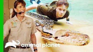 Robert Irwin Swims With A Reticulated Python For The First Time  Crikey Its The Irwins