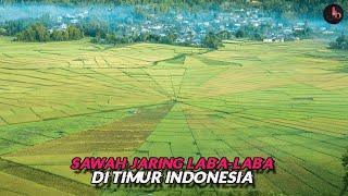 Lingko Sawah Jaring Laba-Laba di Flores Nusa Tenggara Timur Indonesia