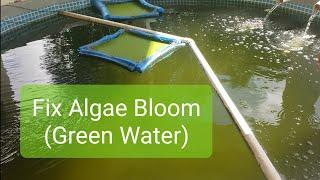 How I Fix Green Water In The Tilapia Pond  Micro Algae  Phytoplankton