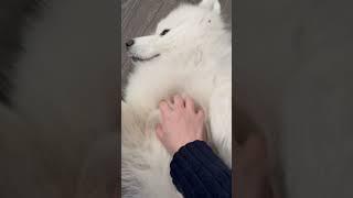 No need for legs #dogs #samoyed #pets #fluffy #squamish #samoyeds #cute #funny #funnydog