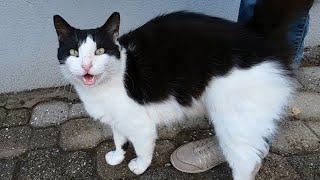 Black and white cat meowing unbelievably cute