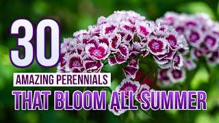 30 Amazing Perennials That Bloom All Summer