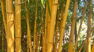 Phyllostachys vivax ‘Aureocaulis’ update - July 7th 2024