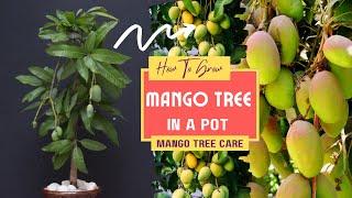 How To Grow Mango Tree In A Pot  Mango Tree Care