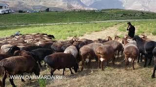 Элитные гиссарские бараны производители на летних пастбищах. Взаимоотношения аборигенных САО