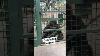 Melihat Gorilla dari dekat #ragunan #kebunbinatang  #shorts