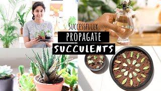 How to Successfully Propagate Succulents  Garden Up