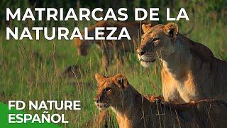 Matriarcas de la Naturaleza  Free Documentary Nature -  Español