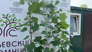 Элитные саженцы винограда. Скоро в продаже в Егорьевском питомнике Никитенко Александра