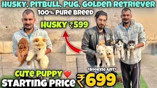 Cheapest Dogs Market In Delhi NCR  Husky German Shepherd Pitbull  Dog in 699Rs Rajender Pets