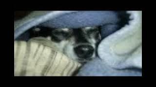 12 Hours Dog Sleeping Snoring Sounds