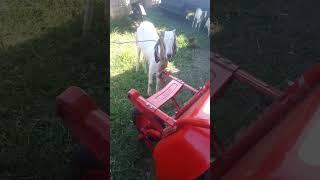 suara kambing aneh #soundanimals #goat #suarakambing #sheep  #shortvideo