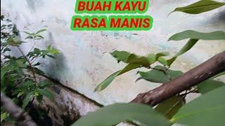 jambu madu rasanya?