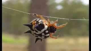 Golden orb weaver and Australian jewel spider