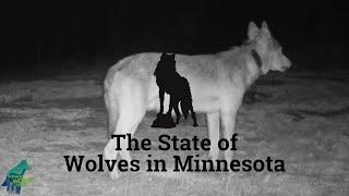 The State of Wolves in Minnesota  Full Documentary