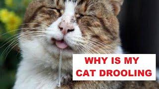 Why Is My Cat Drooling  6 Reasons Why My Cat Might Drool