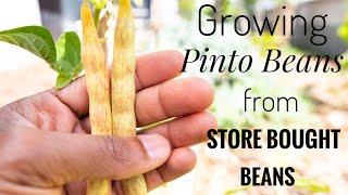 Growing Store Bought Pinto Beans