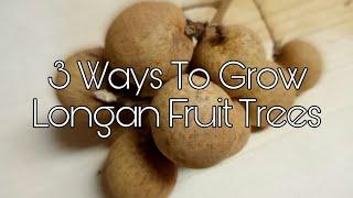 3 Ways To Grow Longan Fruit Trees With 100% Successful Growth