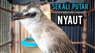 trucukan gacor TARUNG ROPEL PANJANG pancingan trucukan agar bunyi jadikan burung trucuk gacor NYAUT