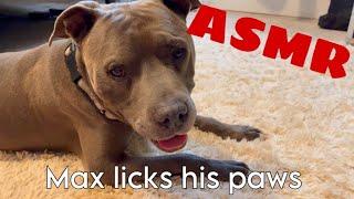 Max Licks his paws  ASMR  Dog Licking Sounds  No Talking