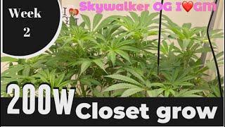 AC Infinity s22 ionboard light grow week 2 Skywalker OG #ilovegrowingmarijuana