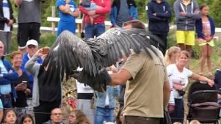 roofvogelshow op RCN Toppershoedje in ouddorp