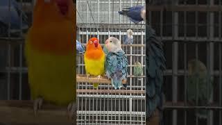 Pretty Birds  #lovebirds #opaline #parrot