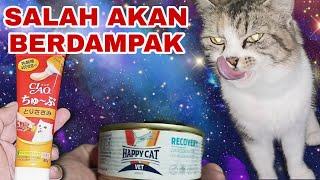 Cara mengobati kucing yang benar dimulai dari Perawatan pola makan