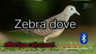 ZEBRA DOVE  effective call sound