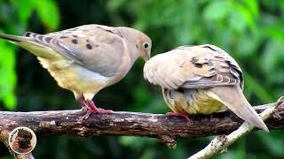 The Mourning Dove  Widespread bird throughout American continent and the Caribbean  Turtledove