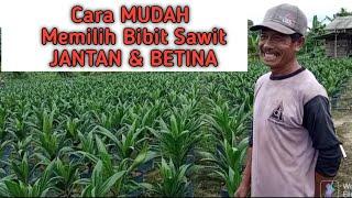 Cara Membedakan Bibit Sawit JANTAN dan BETINA  Cara Memilih Bibit Sawit JANTAN dan BETINA