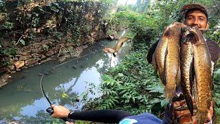 കാട്ടിൽ കയറി മീൻ പിടിച്ചപ്പോൾ..   Snakehead Fishing in the forest  Fishing Videos  Viral Videos