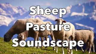 Sheep Soundscape  Atmosphere Soundscape