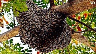 Kerajaan Lebah dan Sistem Kasta Sosial Yang Kompleks