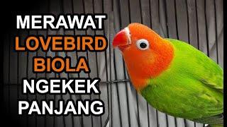 Cara Mudah Merawat Lovebird Biola Ngekek Panjang