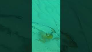 Common stingray - Dasyatis pastinaca - טריגון חד אף - חתול ים