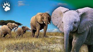 Growing Old in Solitude  The Intimate Stories of an ELEPHANT  - Animal Documentary - AMP