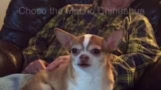 Choco The Macho Chihuahua’s Daddy has a colonoscopy