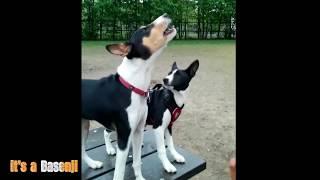 The Basenji Yodel Baroo