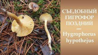 Съедобный Гигрофор поздний -  Hygrophorus hypothejus.