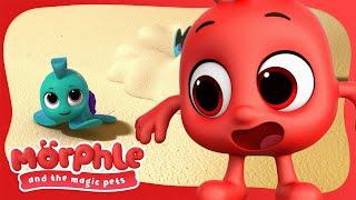 Baby Zurtle  Morphle and The Magic Pets  Available on Disney+ and Disney Jr