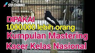 Masteran Kacer Juara Nasional Full isian gereja tarungkapas tembak lovebird kenari cucak jenggot