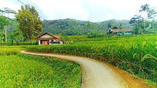 SUNGGUH INDAH Pemandangan Alam Tasikmalaya Suasana Pedesaan Jawa Barat Beautiful Village Atmosfer