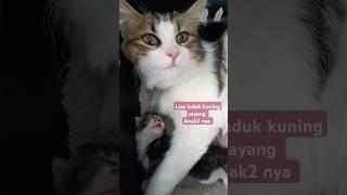 pelukan  Teletubbies  sayang anak  induk kuning dan anak kucing  kucing  funny cat  #shorts