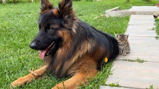 Kitten Refuses To Sleep Without German Shepherd Friend